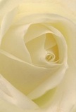 This close-up draws you straight into the heart of a creamy-white rose, as if you're resting among its velvety petals and breathing in the calm mood unique to Alperton. Each petal uncurls gently in a spiral, shimmering softly under filtered daylight, creating a luminous center framed by delicate shadows. The sensation is that of dew-kissed silk brushing against your skin, evoking the peace found along canal-side pathways at dawn. The bloom radiates calm and thoughtful admiration, destined to comfort or celebrate moments in the lives of Alperton's families and friends. The rose's translucent outer layers, flawless in their arrangement, echo the careful artistry found at Alperton Flowers. Its unfussy, subtle fragrance lingers quietly-a lasting reminder of heartfelt expression and gentle ceremony, much like the steadfast traditions woven through the neighbourhood. This is a bloom that speaks softly, yet leaves an enduring mark on the spirit of any special moment.